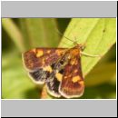 Pyrausta aurata - Goldzuensler 04.jpg